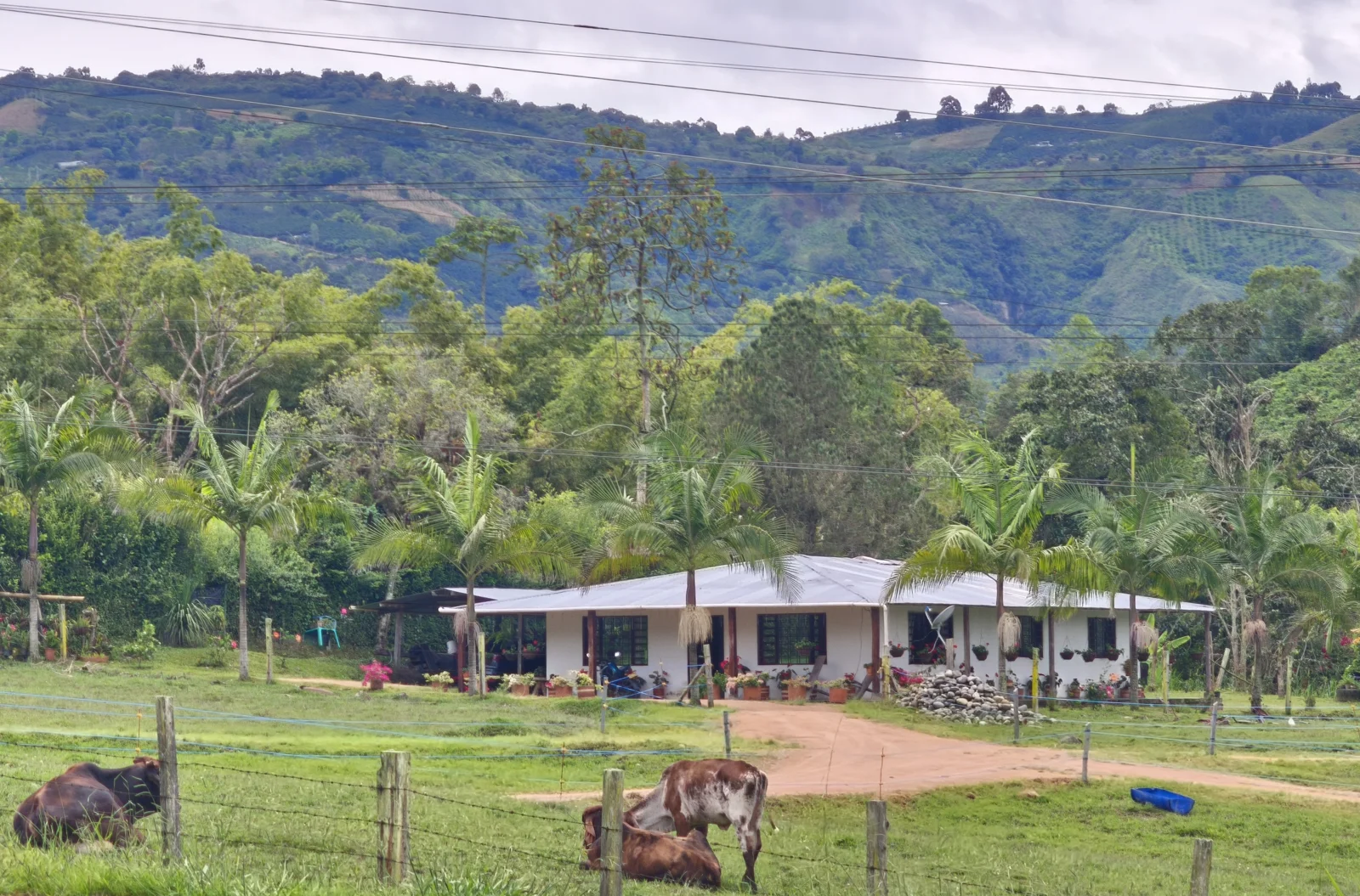 Vista de una finca cafetera en Pitalito, Huila, Colombia