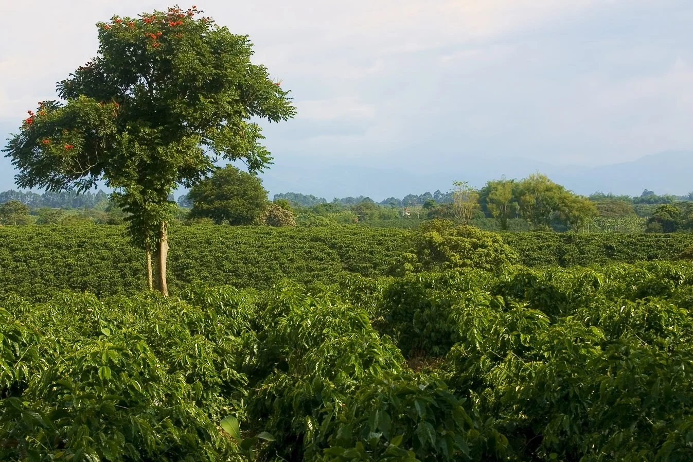Cultivos de café entre las laderas verdes de Quimbaya, Quindío